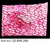 Onion epidermus micrograph. Стоковое фото, фотограф Claudio Divizia / Smarterpix / Фотобанк Лори
