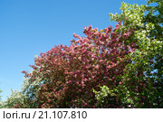 Pink apple-tree flowers. Стоковое фото, фотограф Сергей Пристяжнюк (Serg Zastavkin) / Фотобанк Лори