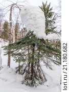 Высокая снеговая шапка на верхушке елки. Стоковое фото, фотограф Олег Вдовин / Фотобанк Лори