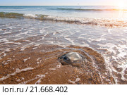 Большая медуза на берегу моря. Стоковое фото, фотограф Сергей Жуковский / Фотобанк Лори