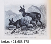 Кабарга (Moschus moschiferus) - рисунок из книги А. Брэма "Жизнь животных" 1896 г. Стоковая иллюстрация, иллюстратор Вера Смолянинова / Фотобанк Лори