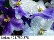 Цветы фиалки в каплях воды. Стоковое фото, фотограф Роман Ушаков / Фотобанк Лори