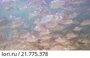 Непрерывная стая каранксов (Caranx sexfasciatus) плывет под поверхностью воды. Стоковое видео, видеограф Некрасов Андрей / Фотобанк Лори