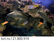 Леопардовая мурена (Gymnoihorax favagineus) Стоковое фото, фотограф Сергей Гусев / Фотобанк Лори