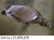 Раненая оливковая морская черепаха (Lepidochelys olivacea) без одной ноги плавает на мелководье, Indian Ocean, Hikkaduwa, Sri Lanka (Ceylon island), South Asia. Стоковое фото, фотограф Некрасов Андрей / Фотобанк Лори