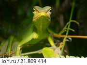 Ящерица (Calotes calotes) Стоковое фото, фотограф Некрасов Андрей / Фотобанк Лори