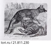 Сумчатый волк (Thylacinus cynocephalus) -  рисунок из книги А. Брэма "Жизнь животных" 1896г. Стоковая иллюстрация, иллюстратор Вера Смолянинова / Фотобанк Лори