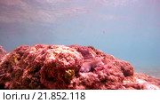 Осьминог прячется среди камней в море, Индийский океан, Шри-Ланка. Стоковое видео, видеограф Некрасов Андрей / Фотобанк Лори