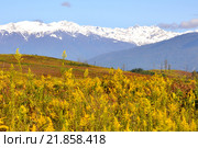 Массовое цветение золотарника в Гальском районе Абхазии (2013 год). Стоковое фото, фотограф Анна Мартынова / Фотобанк Лори