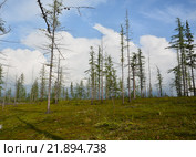 Лесотундра на Таймыре. Стоковое фото, фотограф Сергей Дрозд / Фотобанк Лори