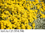 Цветущий Алиссум (Бурачок, Гмелина) горный (Alyssum montanum  L., Alyssum gmelinii) Стоковое фото, фотограф Ирина Борсученко / Фотобанк Лори