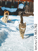 Кот и собака. Стоковое фото, фотограф Александр Пуненко / Фотобанк Лори