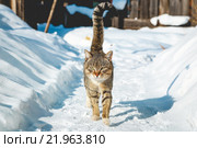 Кот на зимнем фоне. Стоковое фото, фотограф Александр Пуненко / Фотобанк Лори