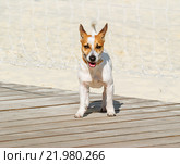 Джек Рассел терьер (Jack Russell Terrier) Стоковое фото, фотограф Алёшина Оксана / Фотобанк Лори