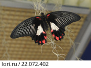 Парусник Румянцева  (лат. Papilio rumanzovia) Стоковое фото, фотограф Иванова Анастасия / Фотобанк Лори