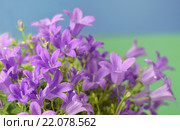 Цветущие колокольчики (Campanula portenschlagiana) Стоковое фото, фотограф Iordache Magdalena / Фотобанк Лори