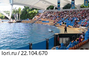 Ведущий кормит большую касатку во время представления (Orca show). Зоопарк Лоро (Loro Park). Пуэрто де ла Круз (Puerto de la Cruz), Тенерифе, Канарские острова, Испания (2016 год). Редакционное видео, видеограф Кекяляйнен Андрей / Фотобанк Лори