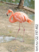 Красный фламинго Phoenicopterus ruber. Стоковое фото, фотограф Иванов Алексей / Фотобанк Лори