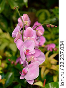 Цимбидиум, род вечнозелёных эпифитных растений семейства Орхидные (Orchidaceae) Стоковое фото, фотограф Валерия Попова / Фотобанк Лори
