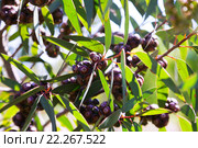 soap mallee plant in spring. Стоковое фото, фотограф Яков Филимонов / Фотобанк Лори