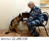 Полицейский кинолог проводит одорологическое исследование с помощью служебной собаки (2014 год). Редакционное фото, фотограф Free Wind / Фотобанк Лори