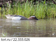 Чирок-трескунок. Garganey (Anas querquedula). Стоковое фото, фотограф Василий Вишневский / Фотобанк Лори