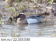 Чирок-трескунок. Garganey (Anas querquedula). Стоковое фото, фотограф Василий Вишневский / Фотобанк Лори