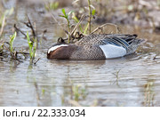 Чирок-трескунок. Garganey (Anas querquedula). Стоковое фото, фотограф Василий Вишневский / Фотобанк Лори