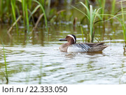 Чирок-трескунок. Garganey (Anas querquedula). Стоковое фото, фотограф Василий Вишневский / Фотобанк Лори