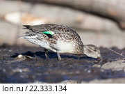 Чирок-свистунок. Common Teal (Anas crecca) Стоковое фото, фотограф Василий Вишневский / Фотобанк Лори