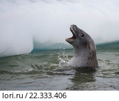 Тюлень крабоед. Стоковое фото, фотограф Vladimir / Фотобанк Лори
