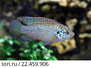 Хромис-красавец (Hemichromis bimaculatus) в аквариуме. Стоковое фото, фотограф Григорий Писоцкий / Фотобанк Лори