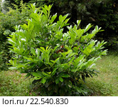 Лавровишня лекарственная (Laurocerasus officinalis M. Roem.) Стоковое фото, фотограф Ирина Борсученко / Фотобанк Лори