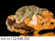 Гигантский геккон-бананоед (Rhacodactylus leachianus) Стоковое фото, фотограф Наталья Ляйс / Фотобанк Лори