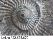 Фрагмент ядра раковины аммонита таймыросфинктес Taimyrosphinctes cf. samarensis. Стоковое фото, фотограф Варенов Дмитрий Владимирович / Фотобанк Лори