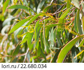hakea laurina leaves outdoors. Стоковое фото, фотограф Яков Филимонов / Фотобанк Лори