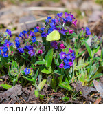 Медуница мягчайшая  ( Pulmonaria mollis ). Общий вид цветущего куста. Лекарственные растения Сибири. Стоковое фото, фотограф Евгений Мухортов / Фотобанк Лори