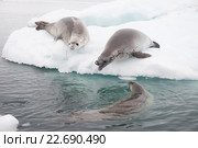 Тюлени крабоеды на льдине. Стоковое фото, фотограф Vladimir / Фотобанк Лори