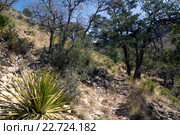 Тропа в национальном парке Guadalupe Mountains, пустыня Chihuahuan, Техас (2016 год). Стоковое фото, фотограф Ирина Кожемякина / Фотобанк Лори