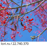 Брахихитон (Brachychiton acerifolius) Стоковое фото, фотограф Tamara Kulikova / Фотобанк Лори