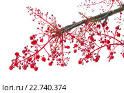 Брахихитон (Brachychiton acerifolius) Стоковое фото, фотограф Tamara Kulikova / Фотобанк Лори