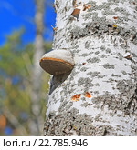 Гриб сапрофит - Трутовик настоящий ( Fomes fomentarius ). Ствол дерева Берёзы с грибом. Стоковое фото, фотограф Евгений Мухортов / Фотобанк Лори
