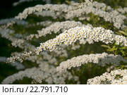 Красивая цветущая  ветка, фокус по центру. Спирея серая Grefsheim (Spiraea cinerea Zabel) Стоковое фото, фотограф Svet / Фотобанк Лори
