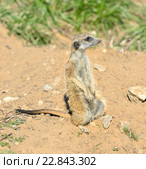 Сурикат, или суриката (лат. Suricata suricatta) — вид млекопитающих из семейства мангустовых (Herpestidae) Стоковое фото, фотограф Валерия Попова / Фотобанк Лори