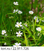 Звездчатка лесная, Stellaria holost. Стоковое фото, фотограф Дудакова / Фотобанк Лори