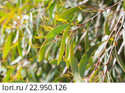 hakea laurina leaves. Стоковое фото, фотограф Яков Филимонов / Фотобанк Лори