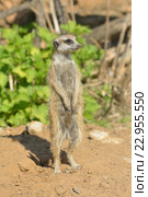 Сурикат, или суриката (лат. Suricata suricatta) — вид млекопитающих из семейства мангустовых (Herpestidae), стоит на страже. Стоковое фото, фотограф Валерия Попова / Фотобанк Лори