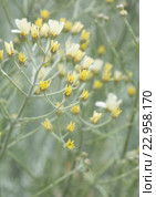 Эндемическая флора острова Гран Канария. Пижма, Tanacetum ptarmiciflorum. Стоковое фото, фотограф Tamara Kulikova / Фотобанк Лори