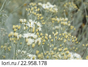 Эндемическая флора острова Гран Канария. Пижма, Tanacetum ptarmiciflorum. Стоковое фото, фотограф Tamara Kulikova / Фотобанк Лори