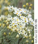 Эндемическая флора острова Гран Канария. Пижма, Tanacetum ptarmiciflorum. Стоковое фото, фотограф Tamara Kulikova / Фотобанк Лори